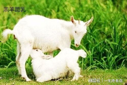 小羊吃瓜真的假的视频播放,真伪难辨，网络热传背后的真相
