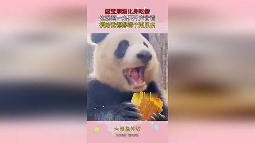 丫丫吃瓜国宝被打视频,丫丫吃瓜国宝被打视频引发社会关注