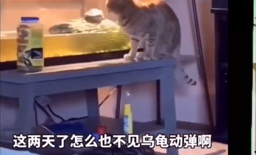 吃瓜猫搞笑视频,萌宠笑料不断，欢乐无限