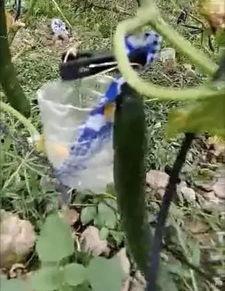 武义吃瓜事件真相视频大全,真相视频大全深度解析