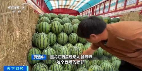 国外各地吃瓜视频大全下载,趣味横生的美食视频大集合